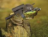 SoldierFrog